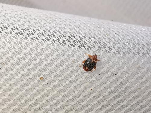 Réf. 275 904 : Orchestes erythropus